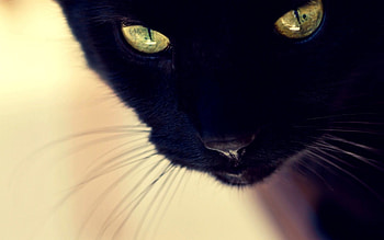 Black cat, animal, halloween, yellow eyes, black, cat HD wallpaper