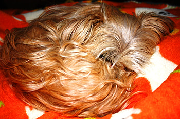 Sleeping pup, puppy, orange, sleeping, sleep HD wallpaper