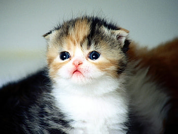 Animals, Cats HD wallpaper