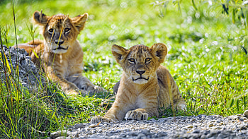 Animals, Grass, Young, Lion, Predator, Joey, Lion Cub HD wallpaper