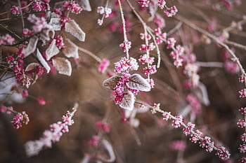 Close-up of frosted branches and red berries in a winter setting, showcasing natural beauty. HD wallpaper