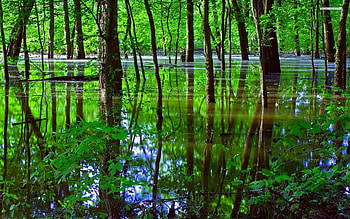 Green Swamp 846521 HD wallpaper
