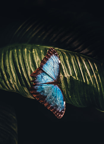 Macro, Sheet, Leaf, Insect, Butterfly HD phone wallpaper