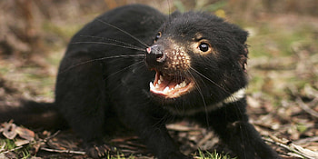 Tasmanian Devil , and mobile , Cartoon Devil , Disney Tasmanian Devil HD wallpaper