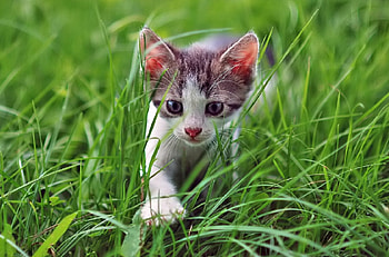 Cat, kitten, kitty, cats, cute, beautiful, paws, sleeping, cat face, pretty, animals, face, lovely, hat HD wallpaper