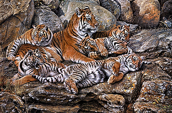 tiger family, cats, family, tiger, animals HD wallpaper