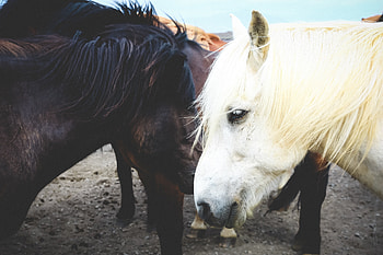 Animals, Horses, Couple, Pair, Mane HD wallpaper