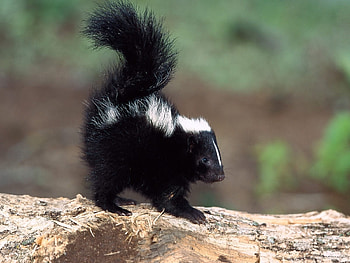 Animals, Skunks HD wallpaper