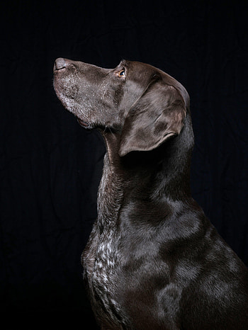 Animals, Dog, Pet, Labrador, Black Labrador HD phone wallpaper