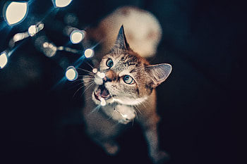 Animals, Glare, Shine, Light, Cat, Bokeh, Boquet HD wallpaper