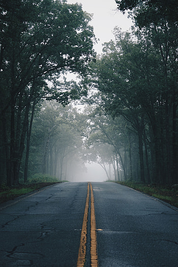 Nature, Trees, Road, Markup, Fog, Asphalt HD phone wallpaper