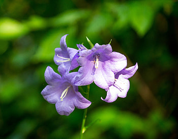 Floare de padure, ser, ger, aer, cer HD wallpaper