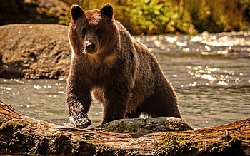 Animals, Bears HD wallpaper