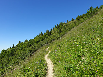 Nature, Trees, Grass, Bush, Path, Slope HD wallpaper