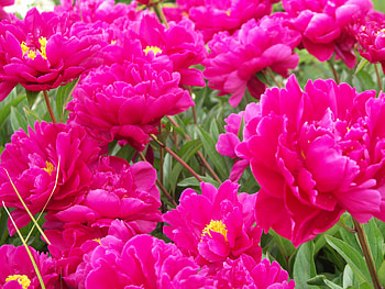 ~ Heavenly Peonies For Cherie ~, heavenly, peonies, field, garden, beautiful, nature, amazing, fresh HD wallpaper