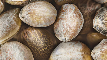 Feminized cannabis seeds, Expert insights, Comprehensive guide, Wikileaf source HD wallpaper
