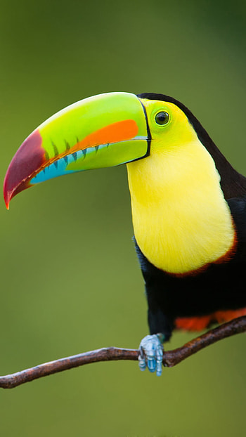 branch, colorful, colors, bird, Animal HD phone wallpaper
