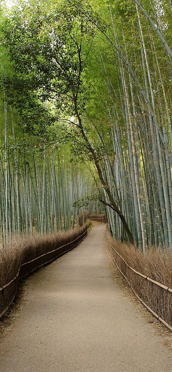 Bamboo , Green bamboo , 6 Plus, Stones HD phone wallpaper