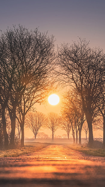 Sunrise between Trees, Germany, sun, road, nature, sunrise HD phone wallpaper