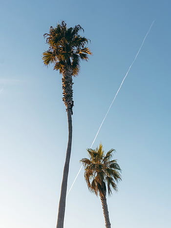 Low angle shot of two tall palm trees under a clear blue sky, evoking a tropical summer vibe. HD phone wallpaper
