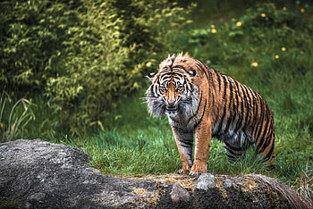 Animals, Grass, Aggression, Grin, Muzzle, Tiger HD wallpaper