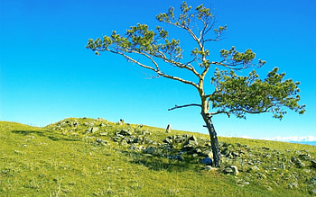 Nature, Grass, Stones, Wood, Tree, Branches, Branch, Slope, Siberia HD wallpaper