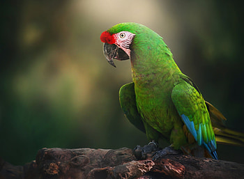 Parrot, bird, green, red, pasare, ara, papagal HD wallpaper