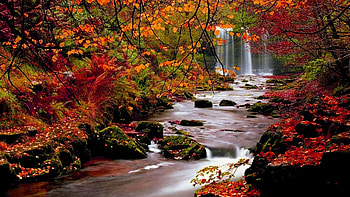 -fall-backgrounds-autumn-trees--best-- HD wallpaper
