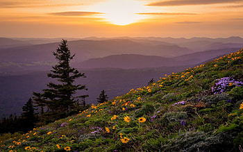 southern Washington State, above Columbia River Gorge, flowers, hills, sunset, colors, trees, sky HD wallpaper