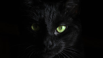 Black Cat HD wallpaper