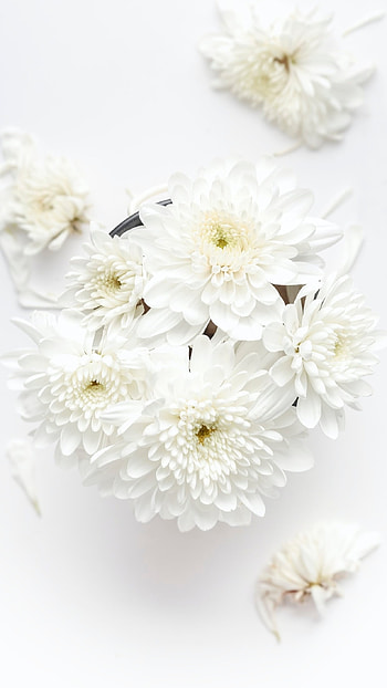 White Background, Flowers HD phone wallpaper