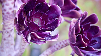Flowers, Violet, Plant, Macro, Purple HD wallpaper