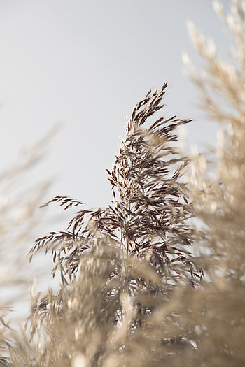 Grass, Plant, Macro, Grains, Grain, Spikelet HD phone wallpaper