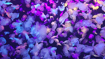 Colorful Jellyfishes HD wallpaper
