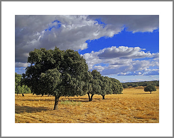 Fabulous Field, field, landscape, clouds, trees, sky, nature, lovely HD wallpaper