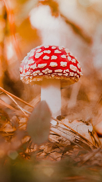 Amanita, Nature, Mushroom HD phone wallpaper