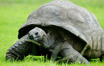 Aldabra Giant Tortoise, Healthy diet, Longevity, Reptilian well-being HD wallpaper