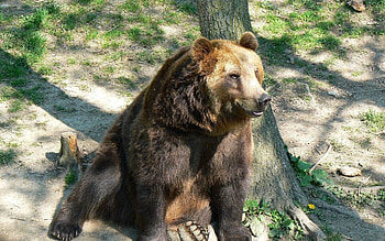 Animals, Wood, Sit, Tree, Brown, Bear HD wallpaper