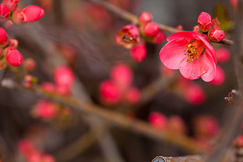 Flowers, Bush, Flower, Bloom, Flowering, Buds HD wallpaper