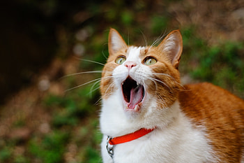 *** Cat ***, animal, animals, cats, cat, ginger HD wallpaper