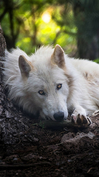 Best wolf backgrounds, Captivating artwork, Untamed spirit, Mysterious aura HD phone wallpaper