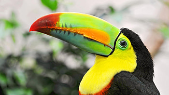 Mobile , Stunning bird, background, Beautiful plumage HD wallpaper