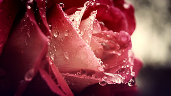 Plants, Flowers, Roses, Art , Drops HD wallpaper