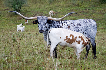 Texas longhorn, Cattle , Longhorn cattle, Longhorn cow HD wallpaper