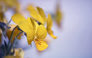 Flower, Macro, Petals HD wallpaper