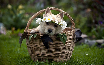Animals, Flowers, Grass, Sit, Dog, Muzzle, Basket, Wreath HD wallpaper