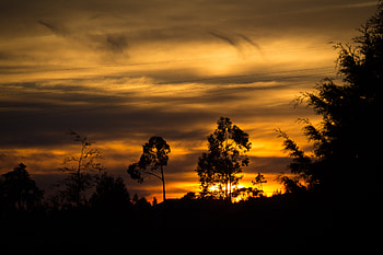 Trees, Sunset, Dark, Silhouette HD wallpaper