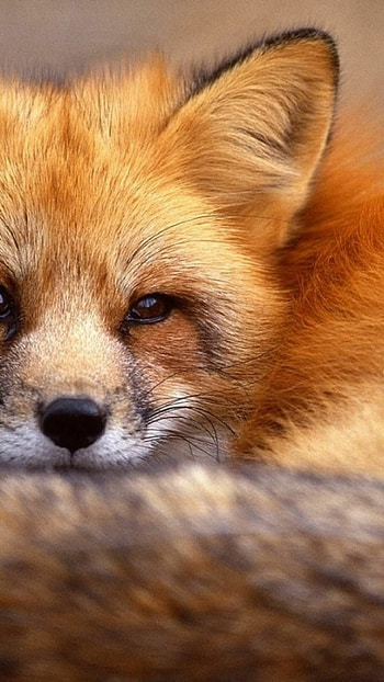 Cute fox , 6, HQ , Adorable HD phone wallpaper