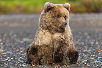 Baby bear, Grizzly Bears HD wallpaper
