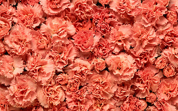Carnation flower, Captivating , Pure beauty, Floral delight HD wallpaper